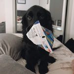 Buddy Boyd 🐶 - @buddyboyd72 - Instagram