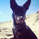 Buddy - @buddy.boydy - Instagram