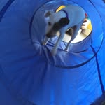 lorraine Carmichael - @dogsbuddydaycare - Instagram