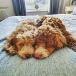 🐾🐾🐾𝔹𝕌𝔻𝔻𝕐 & ℂ𝕆𝕆ℙ𝔼ℝ 𝔹ℝ𝕆𝕆𝕂𝔼𝕊🐾🐾🐾 - @buddy_and_cooper_cockapoos - Instagram