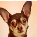 Buddy & Cooper - @buddyandcooper - Instagram