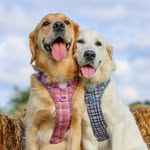 Buddy & Cooper - @buddy_goldenadventures - Instagram