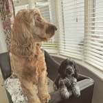 Buddy & Cooper - @buddy_cooper_cockers - Instagram