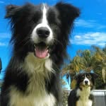 Buddy & Cooper - @buddy_cooper_bc - Instagram