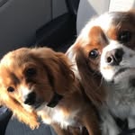 Buddy & Cooper - @buddyandcoopercavalier - Instagram