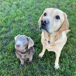Buddy & Cooper Labrador adventures - @buddycooperlabdogbuds - Instagram