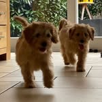 Buddy & Cooper Mini Labradoodles - @crazy_doodle_brothers - Instagram