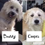 Buddy & Cooper's page!! - @buddy_cooper_ - Instagram