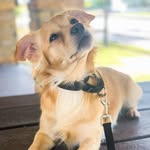 Buddy Cooper - @buddycooper_goldenchi - Instagram