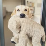Buddy Cooper - @buddy_cooper_golden - Instagram