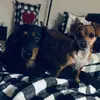Buddy Cooper - @wennierdogs - TikTok