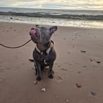 Buddy Cooper - @buddythebluelandseal - Instagram