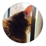 Buddy Cooper - @buddytabby18 - Instagram