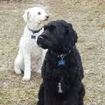 Buddy, Cooper and Frankie - @buddy_cooper_and_frankie - Instagram