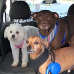 Buddy_Cooper_Harlow - @buddy_cooper_harlow - Instagram