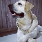 Buddy Sisodia & Cooper - @furrylicious_buddy - Instagram
