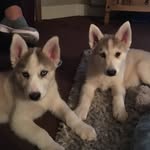Buddy&&Cooper - @buddycooper2017 - Instagram