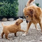Cooper & Buddy - @cooper_n_buddy - Instagram