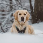 Cooper - @our.buddy.cooper - Instagram