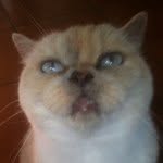 Ben Meredith - @cotton_buddy - Instagram