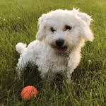 Buddy - @buddythecottondog - Instagram