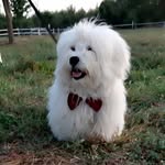 Buddy Cotton - @buddycotton_diary - Instagram