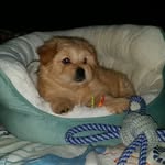BUDDY "CottonBall" McGillan - @buddycottonball - Instagram