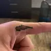 buddycottonwood5 - @buddy.cottonwood - TikTok