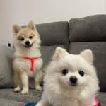 Cotton & Buddy 🐶 - @_cottonbuddy_ - Instagram