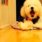 Cotton Buddy - @cotton_buddy_17 - Instagram