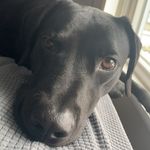 Buddy Dawson - @buddytheblack_lab - Instagram