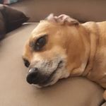 Buddy Dawson - @budweirdo_the_meat - Instagram