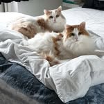 Buddy and Dean - @buddy.and.dean - Instagram