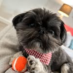 Buddy - @buddy._.dean - Instagram
