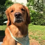 Buddy Dean - @ga_mountain_golden - Instagram