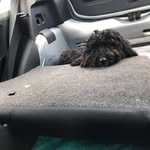 Buddy_lol_bitey - @buddy_dean_doggy_ - Instagram