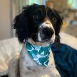 Elvis Buddy Dean 🐾 - @elvisthespaniel - Instagram
