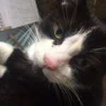 Buddy Blitz Dolan - @fortheloveofbuddy - Instagram