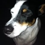 Buddy Dolan - @buddythebeautiful - Instagram