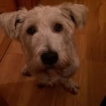 Glen Of Imaal Terrier! - @buddy_dolan - Instagram