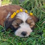 Loki my daddys buddy @self employed lorry driver - @loki_thecornishtibetanterrier - Instagram