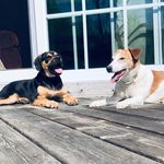 Buddy & Duncan - @buddy_dunkydoo - Instagram