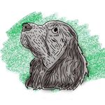 Buddy Duncan - @buddy_the_pup_2019 - Instagram