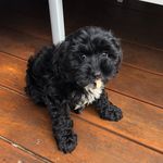 @buddy_duncan_cavoodle - Instagram