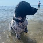 Buddy - @buddy_the_springer_dinger - Instagram