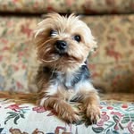 🐕🐾 - @its.buddygore - Instagram