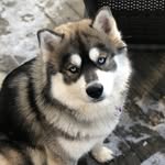 𝖇𝖚𝖉𝖉𝖞🐕✨ - @buddy_sheridan_quesada_gregg - Instagram