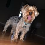 @buddyivey_the_first - Instagram
