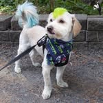 Buddy - Life in the Palouse - @buddyjollymutt - Instagram