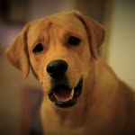 Buddy Jolly - @buddy_the_lab21 - Instagram